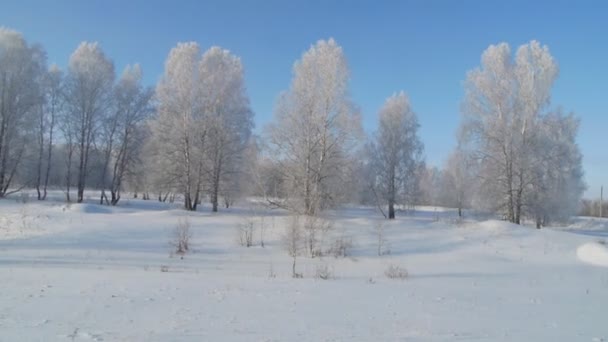 Árboles congelados en el campo en invierno — Vídeo de stock