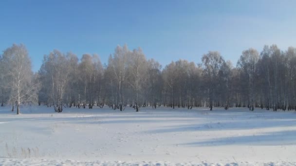 Árboles congelados en el campo en invierno — Vídeos de Stock