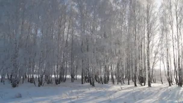 Frozen trees in countryside in winter — Stock Video