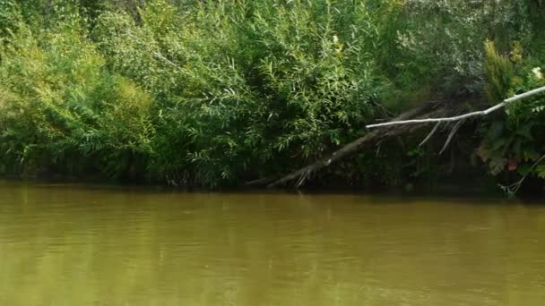 Paysage du ruisseau Forest 