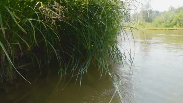 Сельская река летом — стоковое видео