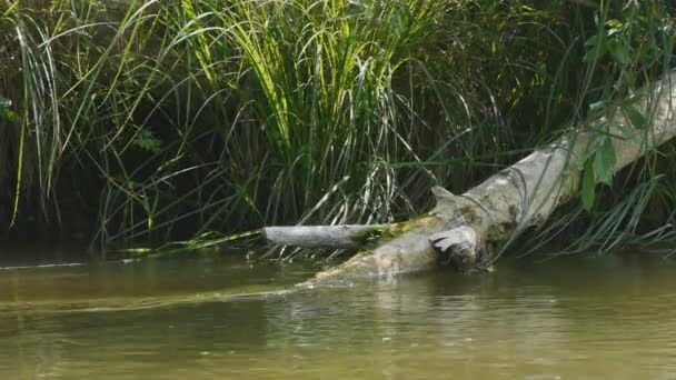 Pequeño río en el paisaje de verano — Vídeo de stock