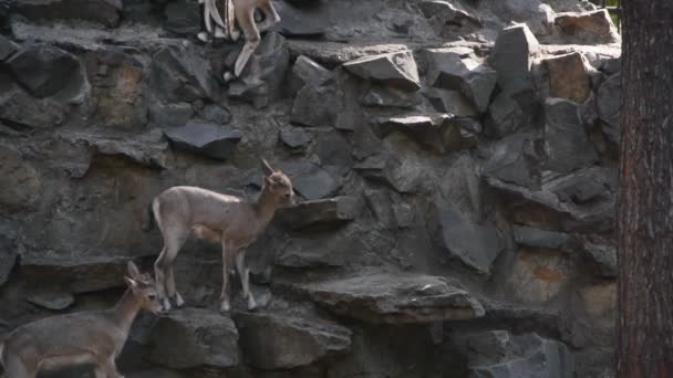 Chèvre de montagne dans le zoo