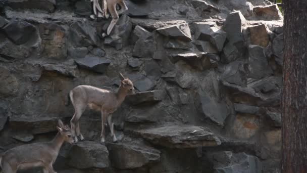 Cabra de montaña en el zoológico — Vídeo de stock