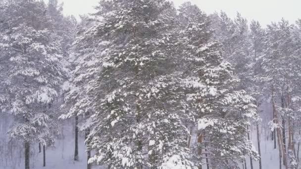 Paysage hivernal avec neige en forêt — Video