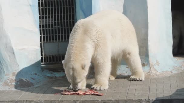 ホッキョクグマ動物園で一切れの肉を食べる — ストック動画