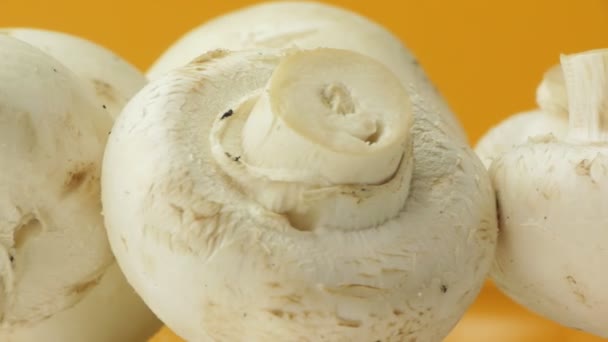 Champignon paddestoelen close-up. — Stockvideo