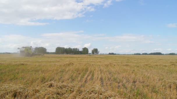 Velden worden geoogst voor dier voeden. natuur en landbouw landbouw. — Stockvideo