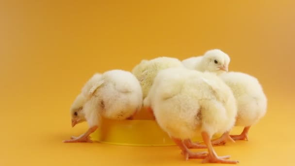 Маленькие цыплята едят корм на фоне апельсина — стоковое видео
