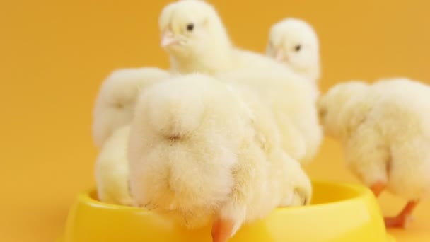 Маленькие цыплята едят корм на фоне апельсина — стоковое видео