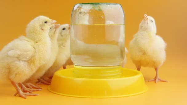 Små kycklingar är dricksvatten — Stockvideo