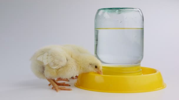 Små kycklingar är dricksvatten — Stockvideo