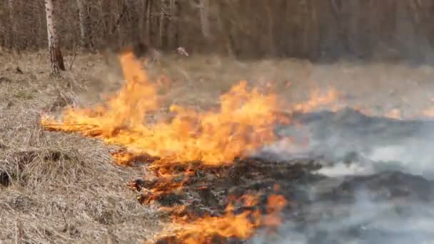 Vypalování trávy — Stock video