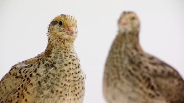 Partridge fågel — Stockvideo