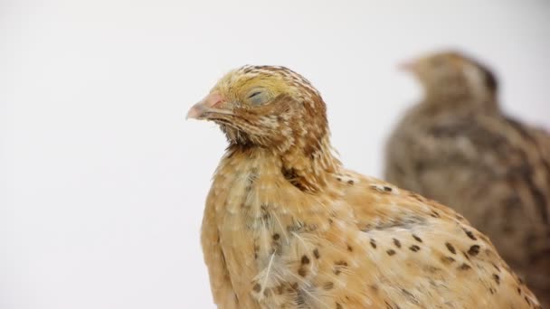 Partridge Bird — Stock Video