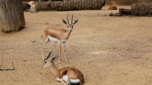 Herten in een dierentuin — Stockvideo