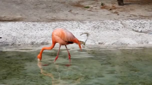 Flamenco en un zoológico — Vídeo de stock