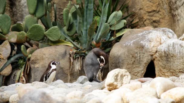 Pingüinos en un zoológico — Vídeo de stock