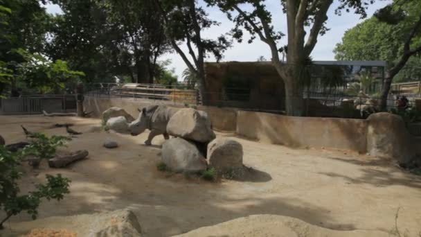 Носорог в зоопарке — стоковое видео