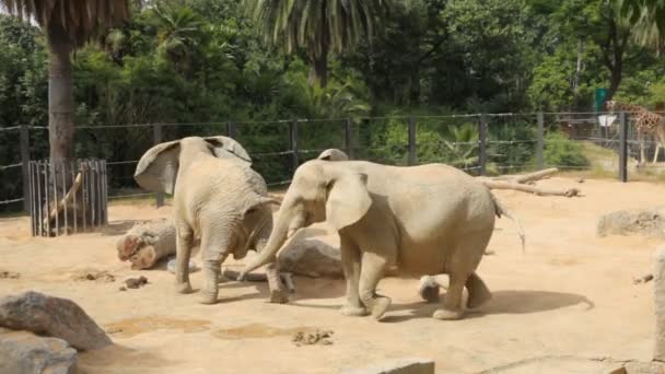 Elefantes en un zoológico — Vídeo de stock