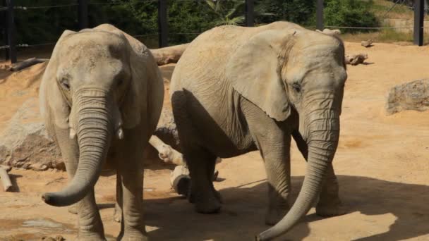 Éléphants dans un zoo 