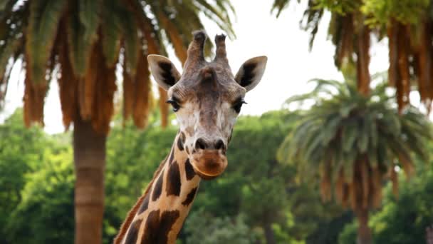 Giraffe in a zoo — Stock Video