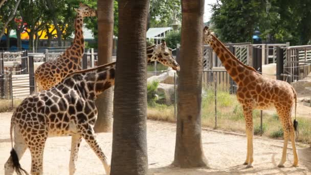 Жирафы в зоопарке — стоковое видео