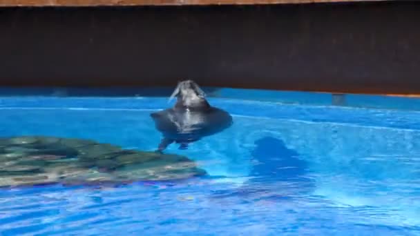 Sea lion show op het aqua park in Spanje — Stockvideo