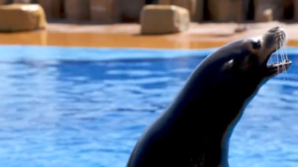 Sea lion show op het aqua park in Spanje — Stockvideo