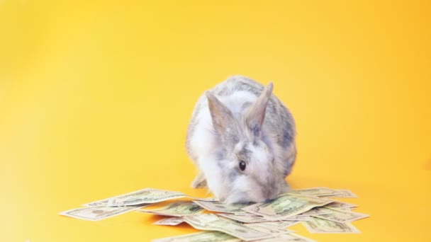 Кролик ест долларовые купюры в изоляции — стоковое видео