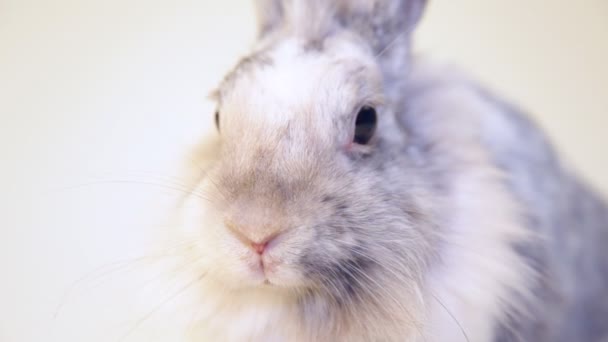 Conejo gris sobre fondo blanco — Vídeos de Stock