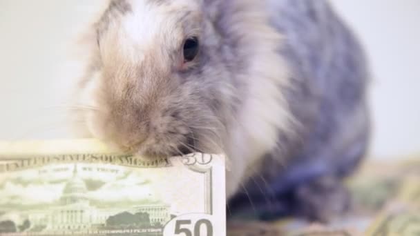 Conejo comiendo billetes de dólar en aislamiento — Vídeos de Stock