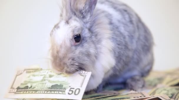 Conejo comiendo billetes de dólar en aislamiento — Vídeos de Stock