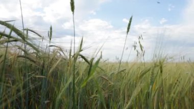 alanında çalışan çocuk