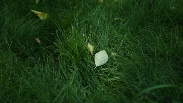 Grönt gräs naturlig bakgrund — Stockvideo