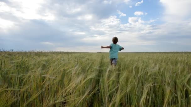 Little boy running in the field of rye — Stock Video
