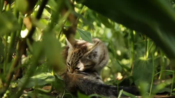 Gato na grama — Vídeo de Stock