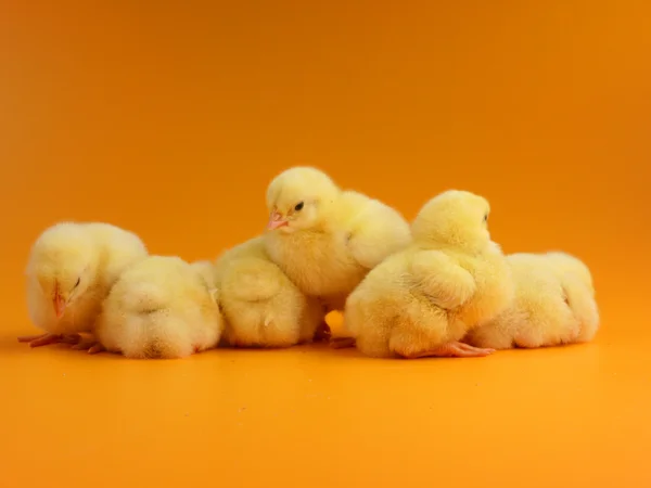 Sleeping chicks — Stock Photo, Image