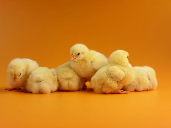 Sleeping chicks — Stock Photo, Image