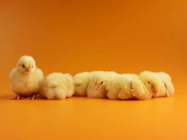 Little chicks — Stock Photo, Image