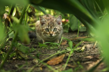 yeşil çim gri kedicik