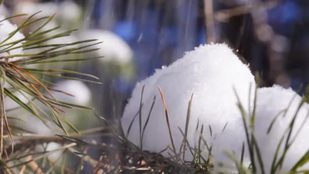 Schnee fällt auf Kiefer — Stockvideo