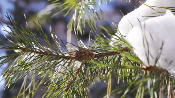 Snow on pine tree — Stock Video