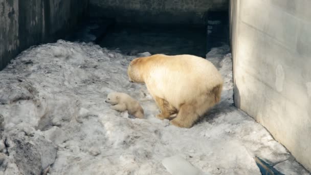 Lední medvěd — Stock video