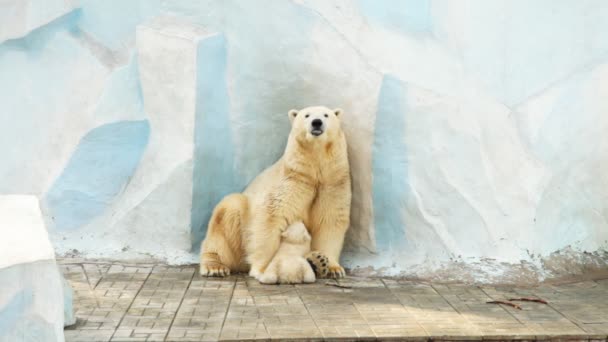 Ours blanc 