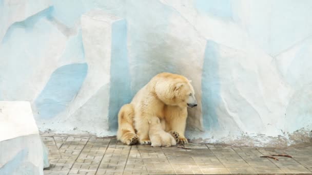 Ours blanc 