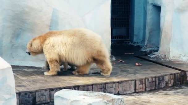 Eisbär — Stockvideo