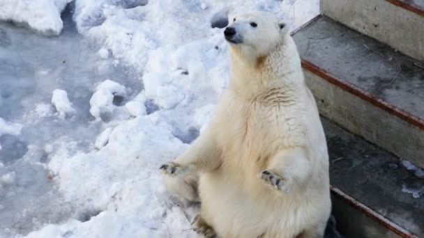 Білий ведмідь в зоопарку — стокове відео