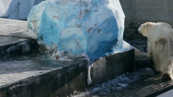 动物园里的北极熊 — 图库视频影像