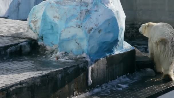 Urso polar no zoológico — Vídeo de Stock